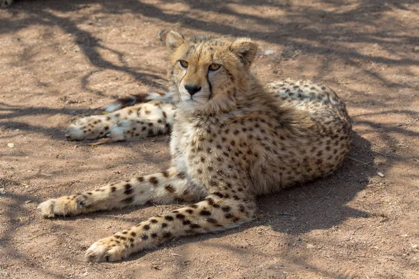 Parque Nacional Cheetah Kruger — Fotografia de Stock