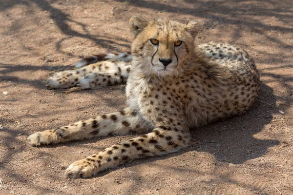 Cheetah kruger Milli Parkı — Stok fotoğraf