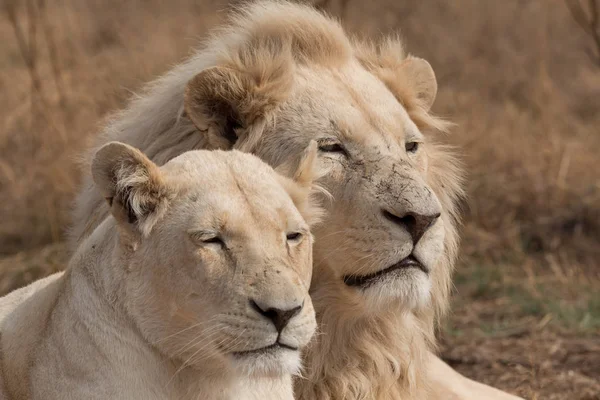 Paar weißer Löwen — Stockfoto