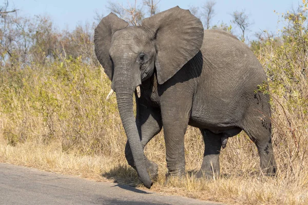 象クルーガー国立公園 — ストック写真