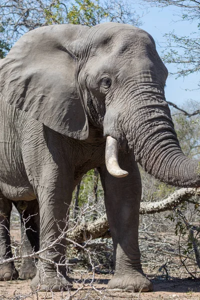 象クルーガー国立公園 — ストック写真