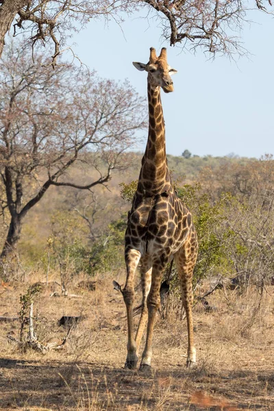 Parco nazionale Girafe kruger — Foto Stock