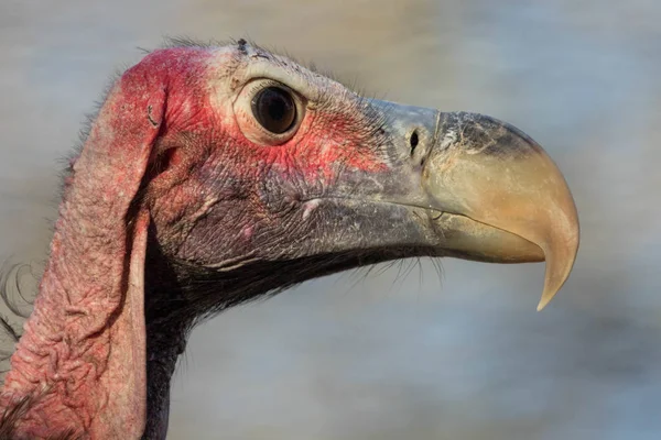 Eikenblad-faced gier — Stockfoto