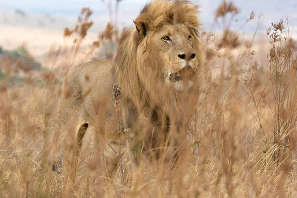 Leão atrás da grama — Fotografia de Stock
