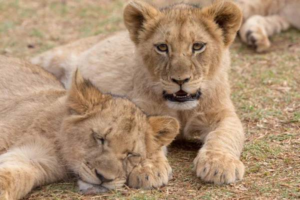 Lion cub South Africa — Stock Photo, Image