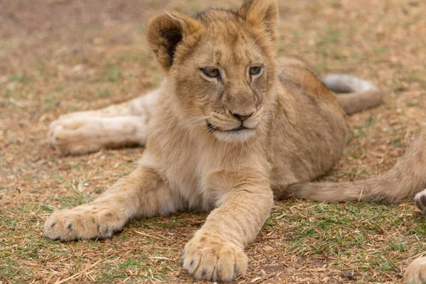 Lion cub South africa — Stock Photo, Image