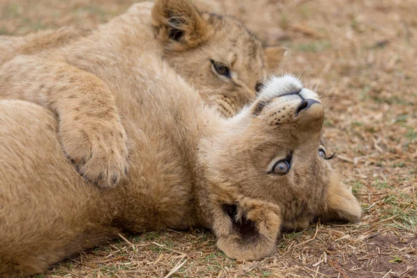 Löwenjunges Südafrika — Stockfoto