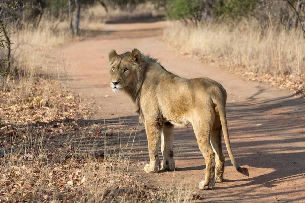 Leeuw in Zuid-Afrika — Stockfoto