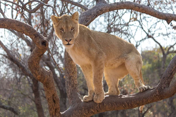 Leeuw in Zuid-Afrika — Stockfoto