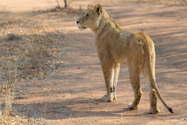 A Dél-afrikai oroszlán — Stock Fotó
