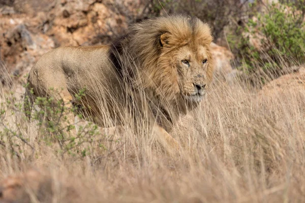 Lion Kruger Nationaal Park — Stockfoto