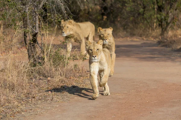Güney Afrika aslanı