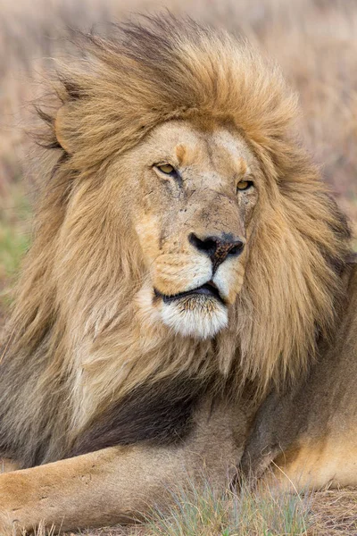 Lion Kruger National Park — Stock Photo, Image