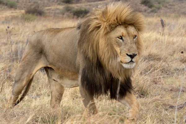 Parco nazionale del leone Kruger — Foto Stock