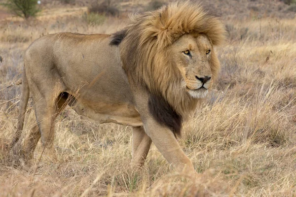 Lion Kruger Nationaal Park — Stockfoto