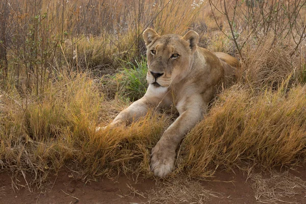 Leeuwin rust kruger Nationaalpark — Stockfoto