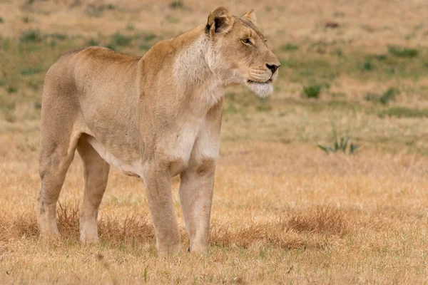 Dişi aslan Kruger Milli Parkı — Stok fotoğraf