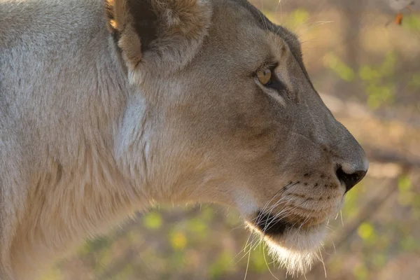 Parco nazionale della leonessa Kruger — Foto Stock