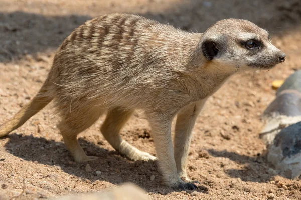 Surikaty Kgalagadi přeshraniční Park — Stock fotografie