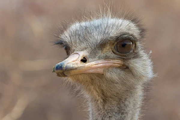 Národní Park Etosha pštros — Stock fotografie