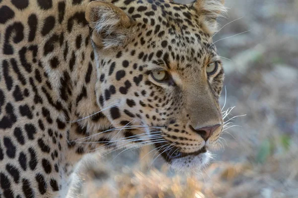 Portréja egy leopárd Kruger Nemzeti Park — Stock Fotó