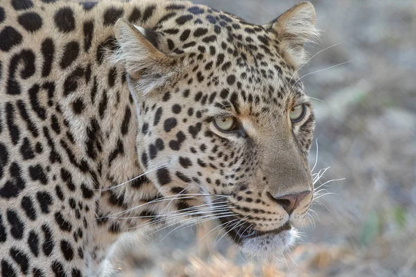 Portréja egy leopárd Kruger Nemzeti Park — Stock Fotó