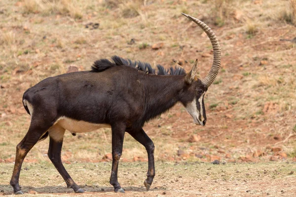 Sable Anteloppe Kruger Parco Nazionale — Foto Stock