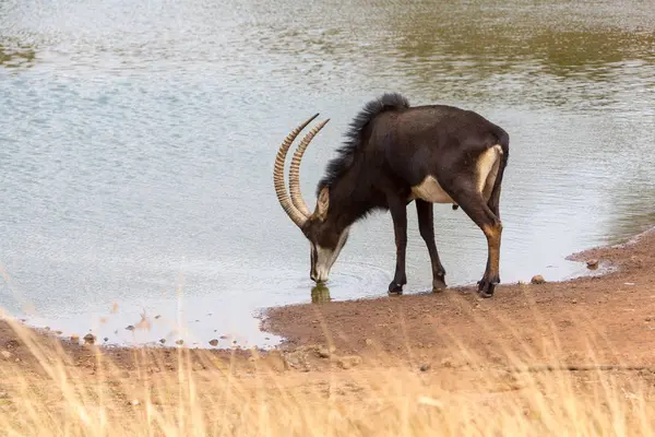 Sable Anteloppe Kruger National Park — Zdjęcie stockowe