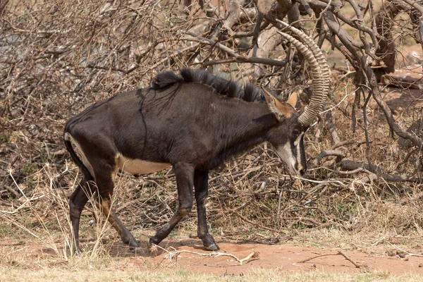 Sable Anteloppe Kruger Milli Parkı — Stok fotoğraf