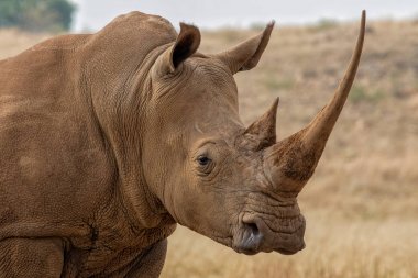 White Rhino South Africa clipart