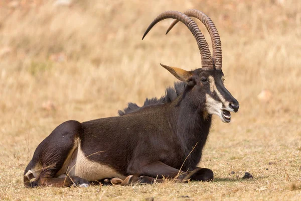 Sable Anteloppe Krugerův národní Park — Stock fotografie