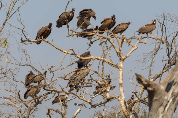 Sępy na drzewie Republika Południowej Afryki — Zdjęcie stockowe