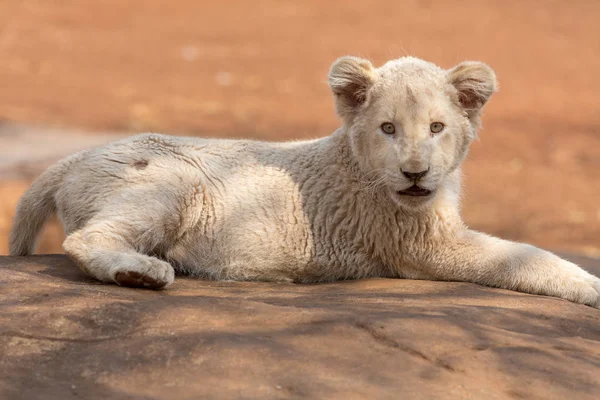 Λευκό λιοντάρι cub Νότια Αφρική — Φωτογραφία Αρχείου