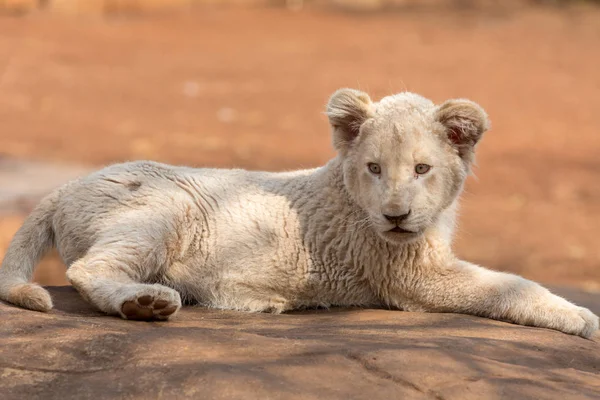 Белый львёнок южноафриканский — стоковое фото