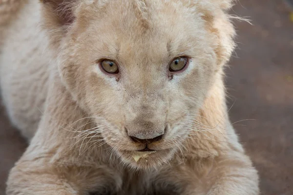 Λευκό λιοντάρι cub Νότια Αφρική — Φωτογραφία Αρχείου