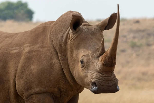 Rinoceronte blanco Sudáfrica —  Fotos de Stock