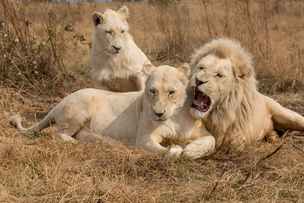 Leones blancos Sudáfrica — Foto de Stock