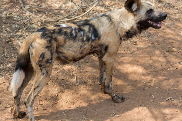 Vild hund Kruger National Park - Stock-foto