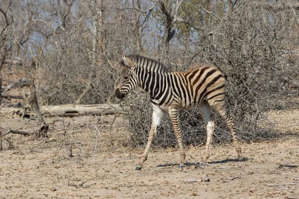 Zebra Kruger nationalpark — Stockfoto