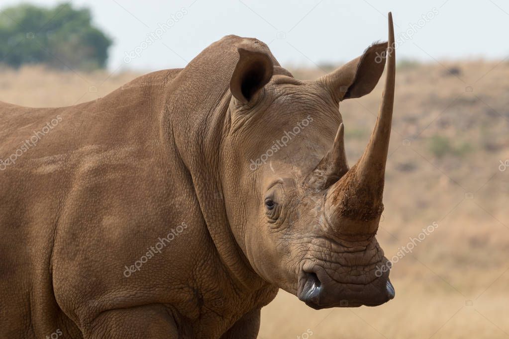 White Rhino South Africa