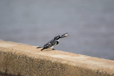 Kruger National Park Güney Afrika'da alaca yalıçapkını