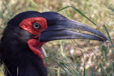 a groung hornbill in the Kruger National Park South Africa clipart