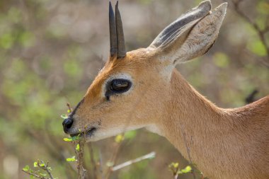 bir steenbok Kruger National Park Güney Afrika