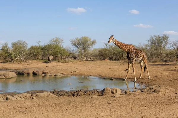 Una jirafa en el Parque Nacional Kruger Sudáfrica —  Fotos de Stock