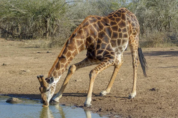 Una giraffa nel Parco Nazionale di Kruger Sud Africa — Foto Stock