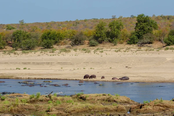En besättning med flodhästar på tha Bank av en flod Kruger National Park — Stockfoto