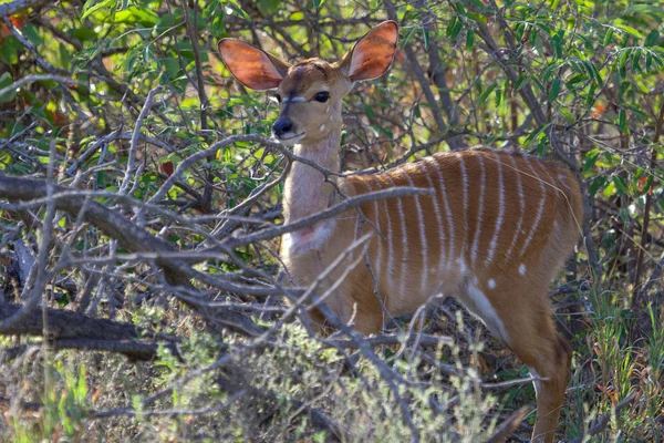 Een nyala in het Kruger Nationaalpark Zuid-Afrika — Stockfoto