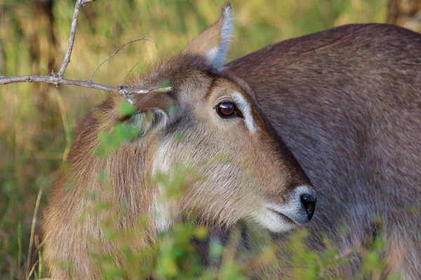 Waterbuck в Південній Африці Крюгер Національний парк — стокове фото