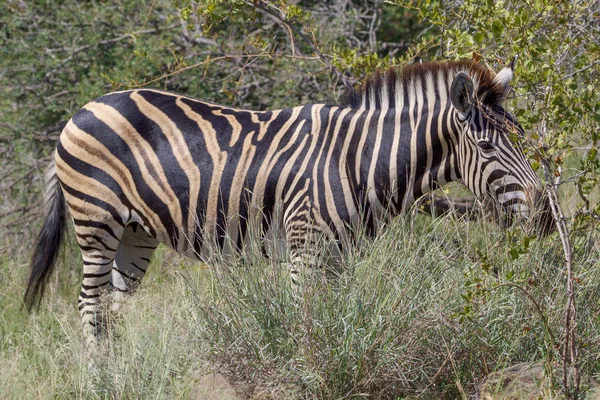 Bir zebra Kruger National Park Güney Afrika — Stok fotoğraf