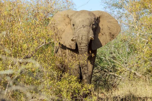 Bir fil Kruger National Park Güney Afrika — Stok fotoğraf